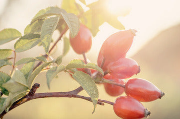 Close-up of a rosehip branch with green leaves and clusters of oval-shaped pinkish-red berries against a bright, sunlit blurred background.